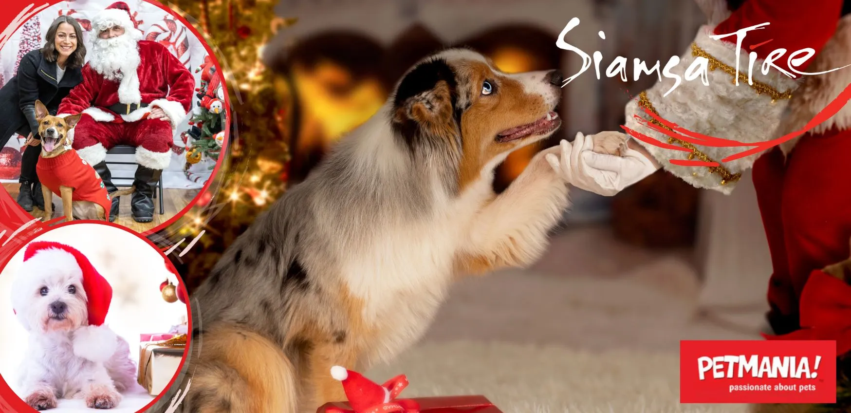 Dog giving paw to Santa at Siamsa Tíre theatre Tralee, with festive pet photos and PETMANIA logo.